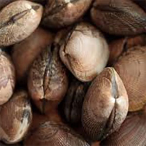 Eastern Clams