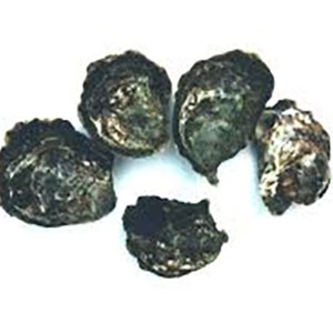 Flat Oysters