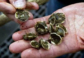 Oyster Seeds
