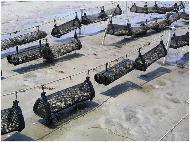 Suspended bags of oysters