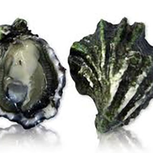 Kumamoto Oysters