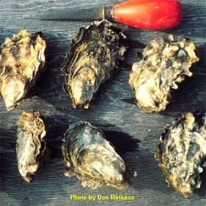 Miyagi Oysters