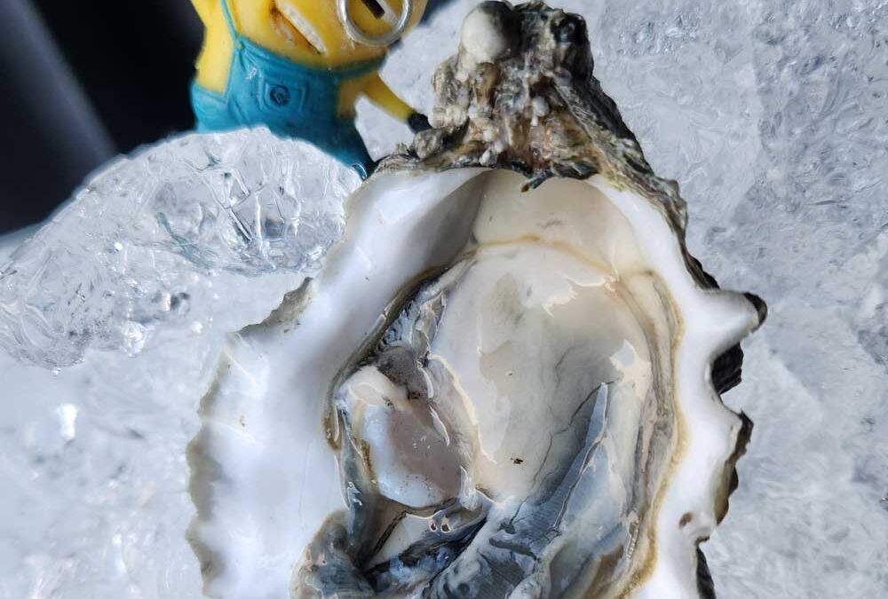 Oyster Safety 101