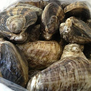 Shigoku Oysters